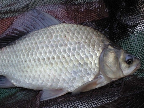 大頭魚(yú)