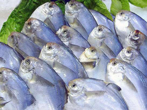 鯧魚(yú)